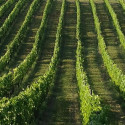 La grandine ha colpito-Bordeaux produttori "rabboccano" con vino DOC sfuso