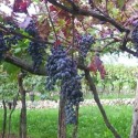 Valpolicella: “Spigamonti” nuovo vitigno autoctono