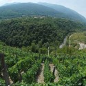 “Vin’Alp” e innovazione: vini di montagna speciali da uve parzialmente appassite