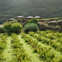 Unesco: lo zibibbo di Pantelleria patrimonio dell’umanità
