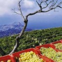 Ischia, Capri e Campi Flegrei: Consorzio di Tutela