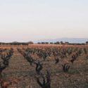 Video: Il clima che cambia la geografia del vino